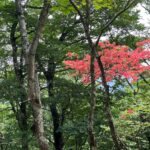 赤い山ツツジが新緑に映える
