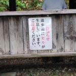 いよいよ「ヒル」