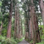 奥社山道のスギ並木。神秘的な雰囲気に包まれる