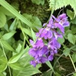 ニョホウチドリ。貴重な花のようだ