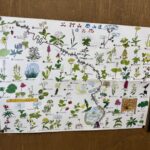 火打山のお花