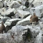 つがいの雷鳥に会えた！　しばらく道をあけてくれなかった