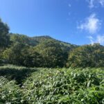 コル部から烏帽子岳をめざす
