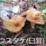 臼茸、だそうです