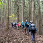 フカフカの杉林の登山道を進む