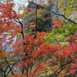 真赤な紅葉がお出迎え！