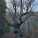 幹の独特な形状が歴史を感じる、安住坊の大トチノキ