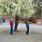 不思議植物・サルオガセを愛でる