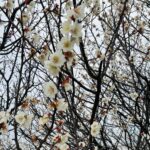 梅はこんな感じです。