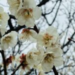 やっぱりアップで撮らないとね