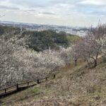 田浦の梅林が見えてきました。見ごろに近いです