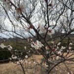 だいぶ咲いてきました